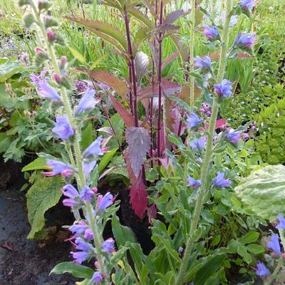 Echium vulgare - Slangenkruid