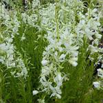 Epilobium angustifolium 'Alba' - Bastaardwederik