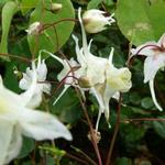 Elfenbloem - Epimedium grandiflorum