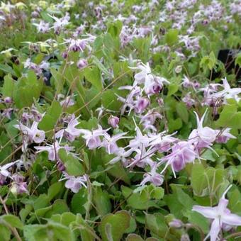 Epimedium grandiflorum 'Akebono'