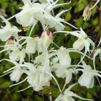 Epimedium grandiflorum 'Bandit'