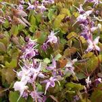 Epimedium grandiflorum 'Lilafee' - Elfenbloem