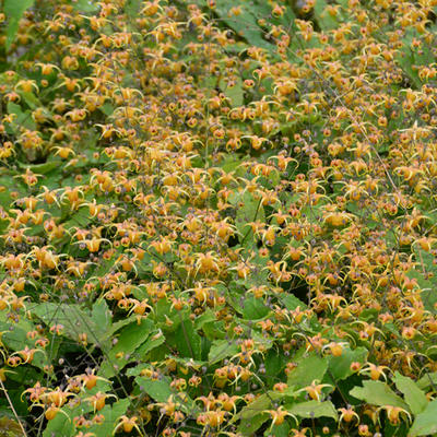 Elfenbloem - Epimedium