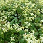 Epimedium 'Flowers of Sulphur' - Elfenbloem