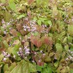 Epimedium 'Pink Elf' - Elfenbloem