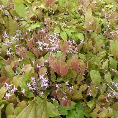 Elfenbloem - Epimedium 'Pink Elf'