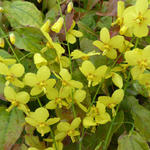 Elfenbloem - Epimedium perralchicum 'Frohnleiten'