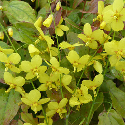 Epimedium perralchicum 'Frohnleiten' - Elfenbloem