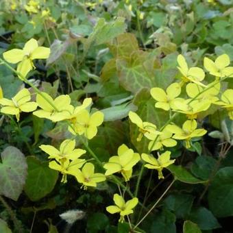 Epimedium perralderianum