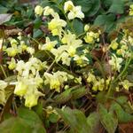 Epimedium pinnatum 'Black Sea' - Elfenbloem