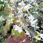 Epimedium stellulatum 'Wudang Star' - Elfenbloem