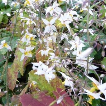 Epimedium stellulatum 'Wudang Star'