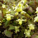 Epimedium x versicolor 'Sulphureum' - Elfenbloem