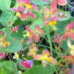 Epimedium warleyense - Elfenbloem