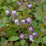 Epimedium x youngianum 'Merlin' - Elfenbloem