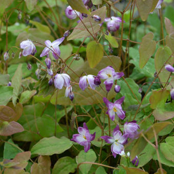 Epimedium x youngianum 'Merlin'