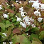 Elfenbloem - Epimedium x youngianum 'Niveum'