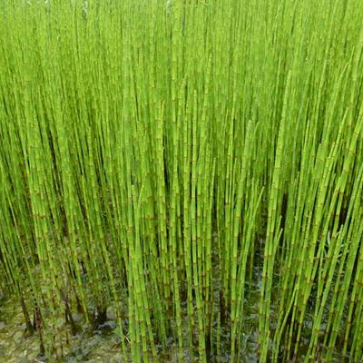 Equisetum fluviatile - Holpijp