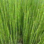 Equisetum japonicum - Japanse holpijp