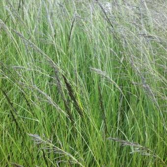 Eragrostis curvula