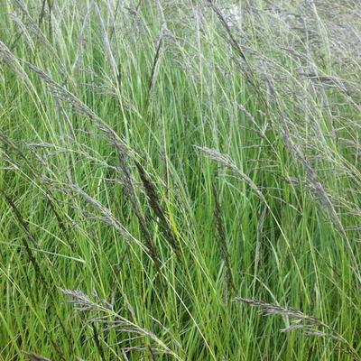 Eragrostis curvula - Liefdesgras