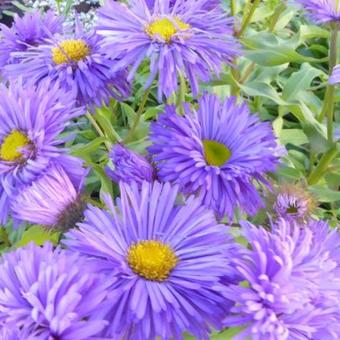 Erigeron 'Azure Beauty'