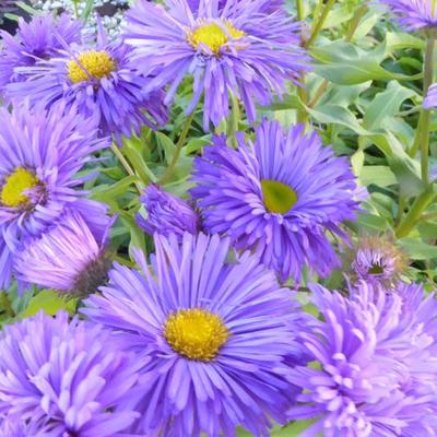 Fijnstraal - Erigeron 'Azure Beauty'