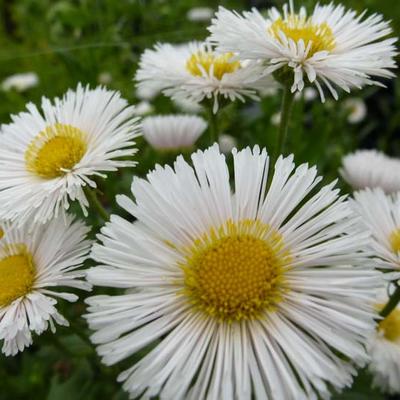 Fijnstraal - Erigeron 'Professor Korodi'