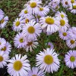 Erigeron 'Quakeress' - Fijnstraal