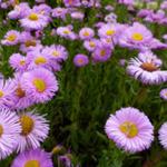 Erigeron 'Rosa Juwel' - Fijnstraal