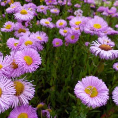 Erigeron 'Rosa Juwel' - Fijnstraal