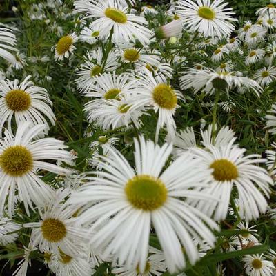 Erigeron  'Sommerneuschnee' - Fijnstraal