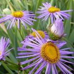 Erigeron 'Strahlenmeer' - Fijnstraal