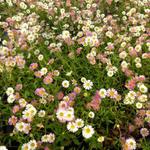 Erigeron karvinskianus - Fijnstraal, Mexicaans madeliefje - Erigeron karvinskianus