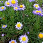 Erigeron speciosus 'Grandiflora' - Fijnstraal