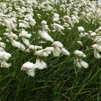 Eriophorum angustifolium - Veenpluis