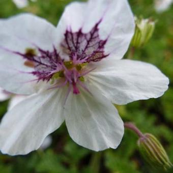 Erodium guttatum