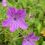 Erodium manescavii - Reigersbek - Erodium manescavii