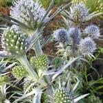 Eryngium bourgatii - Kruisdistel - Eryngium bourgatii