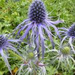 Eryngium bourgatii 'Pen Blue' - Kruisdistel