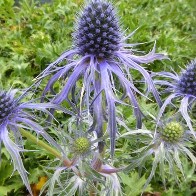 Kruisdistel - Eryngium bourgatii 'Pen Blue'