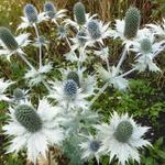 Eryngium giganteum - Kruisdistel