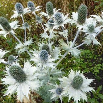 Eryngium giganteum