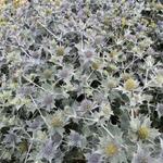 Eryngium maritimum - Blauwe zeedistel