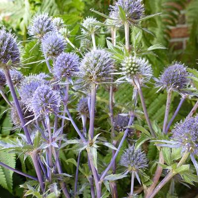 Eryngium planum - Kruisdistel