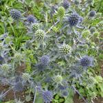 Eryngium planum 'Blauer Zwerg' - Kruisdistel - Eryngium planum 'Blauer Zwerg'