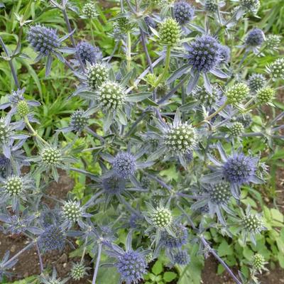 Kruisdistel - Eryngium planum 'Blauer Zwerg'