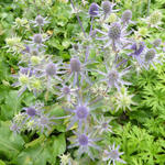 Eryngium planum 'Blue Hobbit' - Kruisdistel - Eryngium planum 'Blue Hobbit'