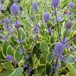 Eryngium planum 'Jade Frost' - Kruisdistel