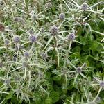 Eryngium variifolium - Kruisdistel - Eryngium variifolium